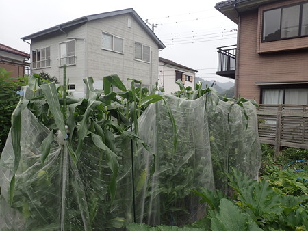 写真: トウモロコシ３