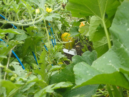 写真: スイカ（金のたまご）１