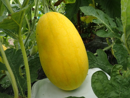 写真: スイカ（金のたまご）２
