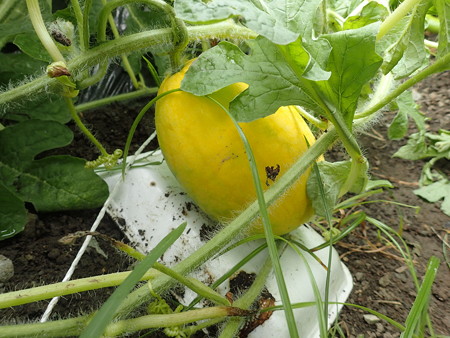 写真: スイカ（金のたまご）３