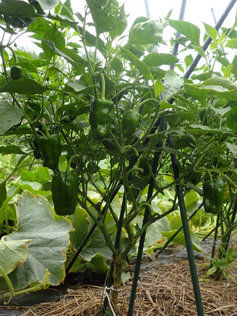 写真: ピーマン