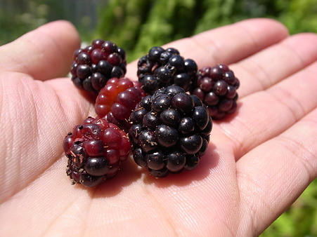 写真: ラズベリー