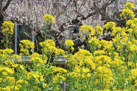 菜の花
