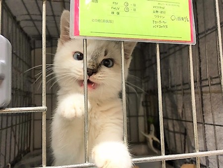 161118１しらたま２