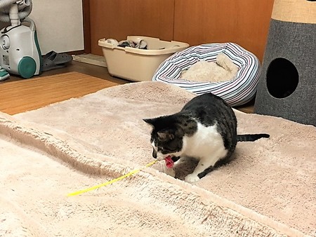 161118３アトム２