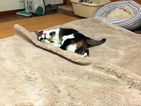 161118３アトム３