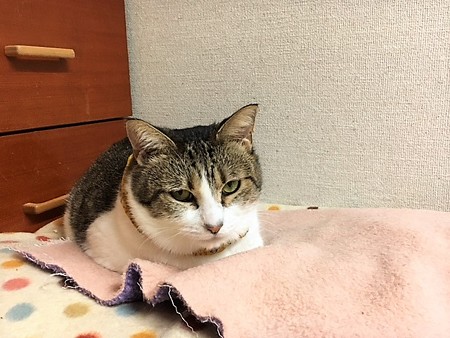 161118３ジンジャーちゃん