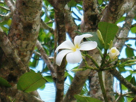 DSCF4175　プルメリア　1