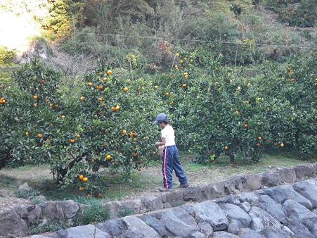 ミカン狩り