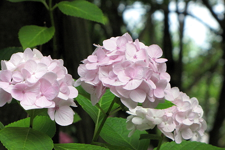 アジサイ１IMG_1064