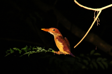 アカショウビン８IMG_9615