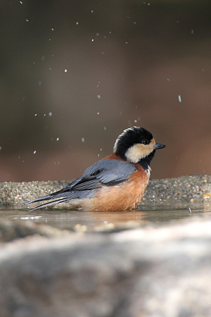 ヤマガラ２IMG_3114