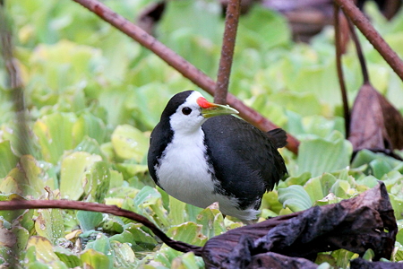シロハラクイナ２IMG_9168