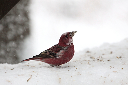 オオマシコ８IMG_2184