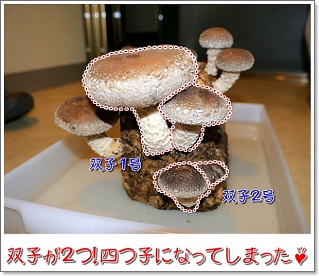 椎茸栽培２回目２