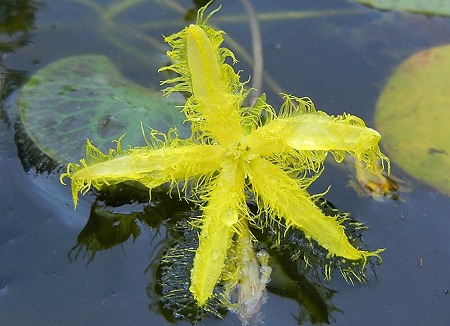 アメリカアサザ（浅沙）・11.10.14