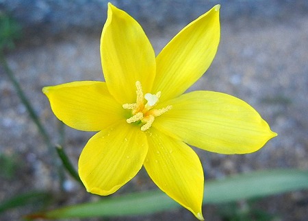 タマスダレ黄色・11.09.12