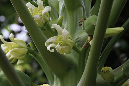 パパイヤの花IMG_9505