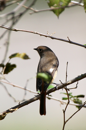 ジョウビタキ♀３IMG_4025