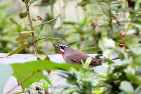 ノゴマ３IMG_4286