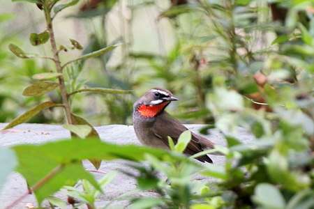 ノゴマ５IMG_4289