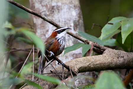 ヒメマルハシ３IMG_0510