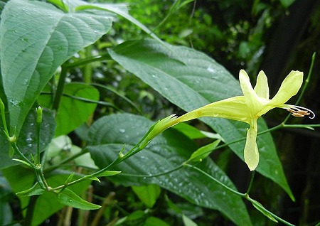 リュエリア・グラエキザンス・11.10.14