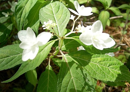 山アジサイ・白富士・B