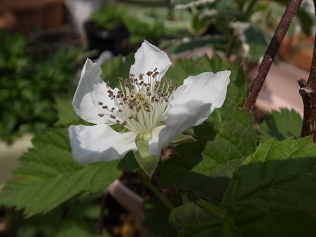 写真: ブラックベリー２