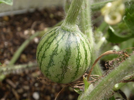 スイカ４