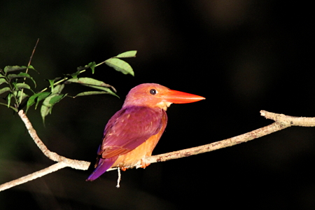 アカショウビン２IMG_1576