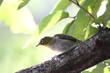 メジロ５IMG_2575