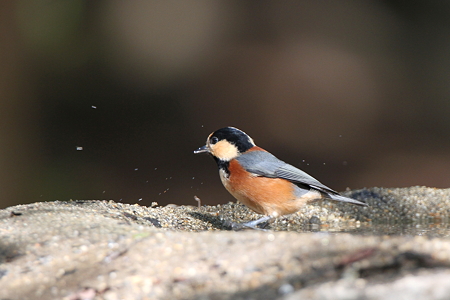 ヤマガラ１IMG_3082