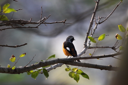 ジョウビタキ３IMG_0971