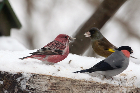 オオマシコ３IMG_2137