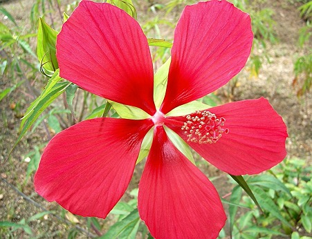 モミジアオイ・A