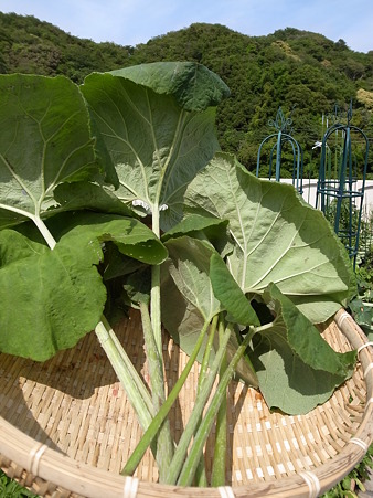 写真: フキ収穫