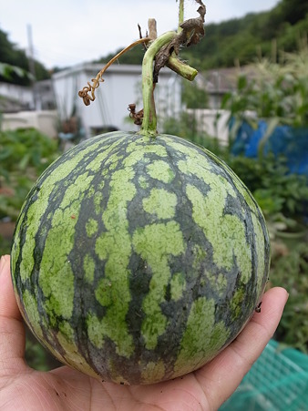 スイカ８