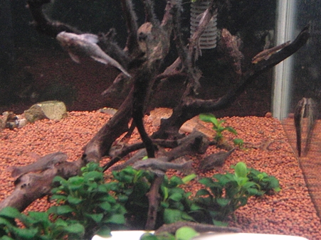 オトシン・ネグロ_111020-1