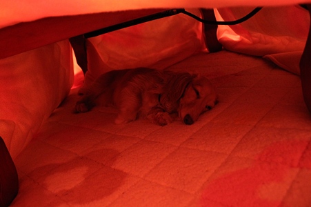 こたつの中で気持ちよさそうに寝んね