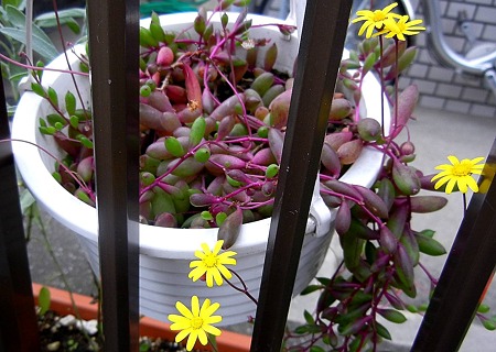 ルビーネックレス・多肉植物・11.12.04