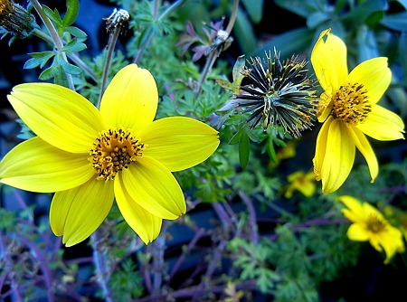 ビデンス・イエローチャーム・11.12.28