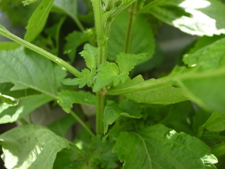 写真: 青シソ２