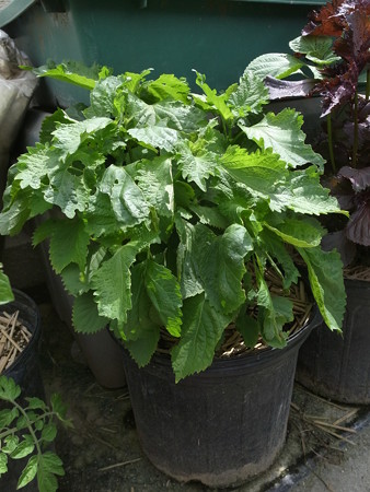 写真: 青シソ１