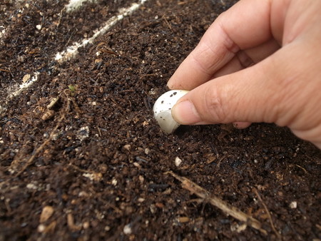 写真: ニンニク植え付け３