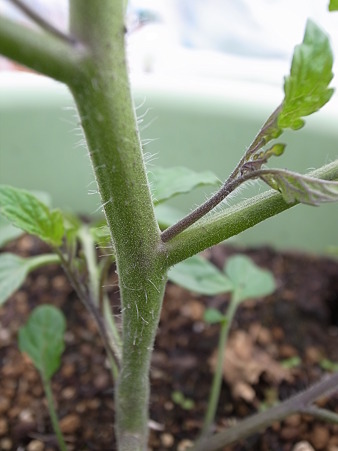 トマトわき芽１