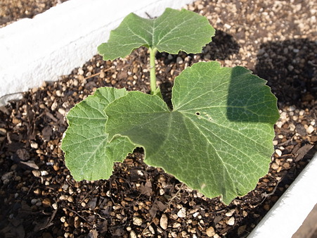 写真: カボチャ苗