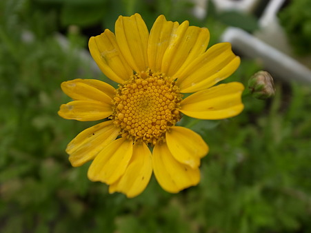 写真: 春菊の花