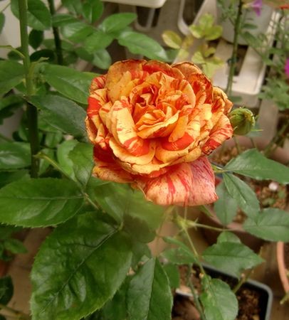 ホーカスポーカス