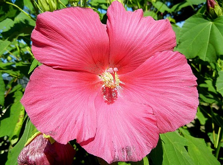 アメリカフヨウ